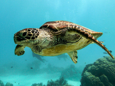 Sea Turtle